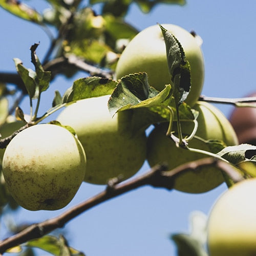 Apple Jelly 300g - Big Bear Farms