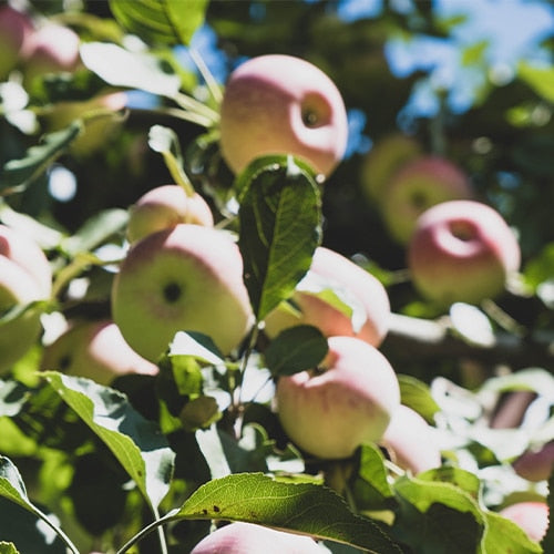 Apple Jelly 300g - Big Bear Farms