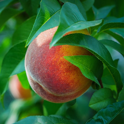 Bottled Peaches 765g - Big Bear Farms